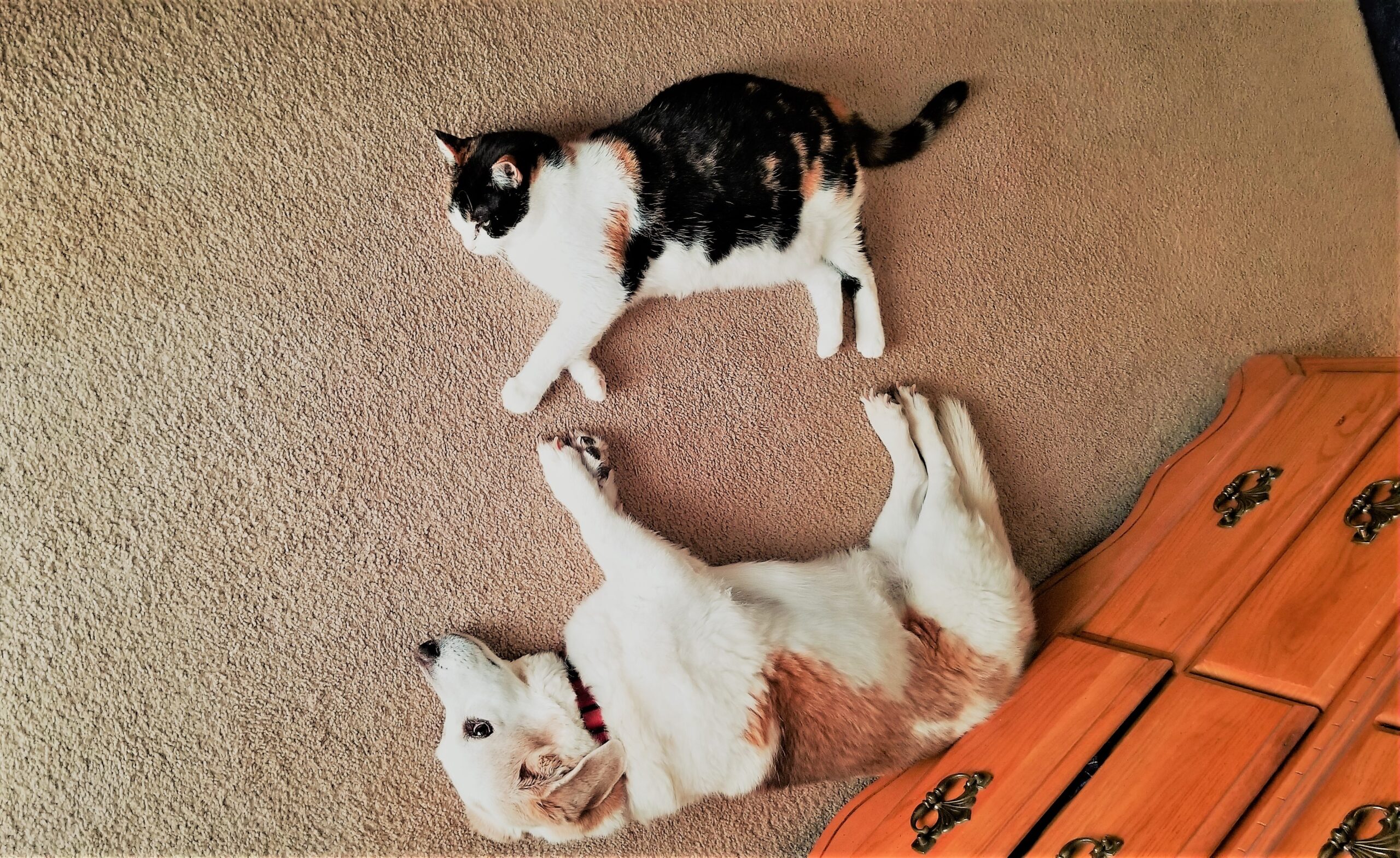 Gaseste un <span>Pet Sitter!</span> 