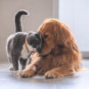 test nou